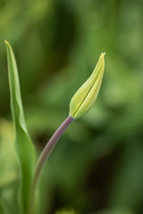 elegant closed blossom of a tulip, still green colored, soft, gentle background