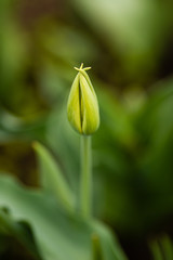 closed, still green, blossom of a tulip, petals intertwined at the tips