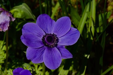 purple flower in garden