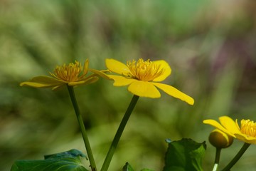 yellow flowers in garden