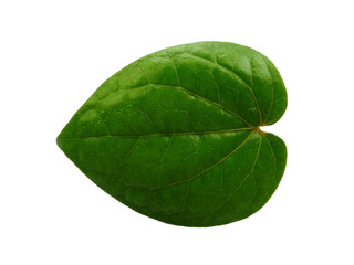Fototapeta na wymiar Green betel leaf isolated on white background. Yellow and green leaf background. Heart shaped green leaves.