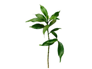 Green leaves isolated on white background. Tree or plant on white background.