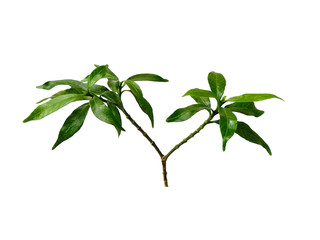 Green leaves isolated on white background. Tree or plant on white background.