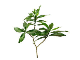 Green leaves isolated on white background. Tree or plant on white background.