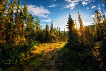 Landscape dawn on the trail in the summer spruce forest myst foggy morning