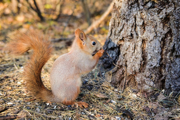 Curious squirrel looks out from behind a tree.