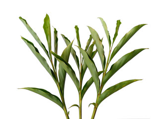Green leaves isolated on white background. Tree or plant on white background.