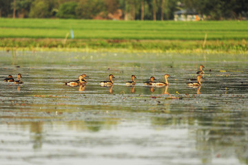 flock of ducks swimming in pond