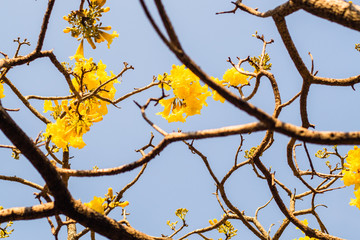 Spring blossom background.Beautiful nature scene with blooming tree