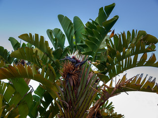 Fototapeta premium Blüten der weißen Strelitzie