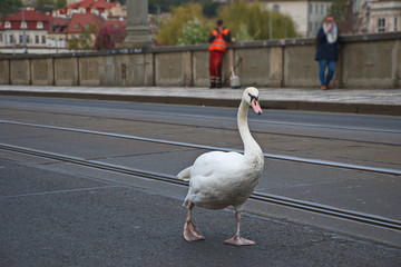 Swan walking the streets of Prague © Vedrana