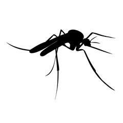 isolated, mosquito silhouette, insect