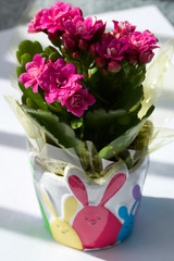 Close up view of a tiny vase of rosy pink color kalanchoe flower blossoms