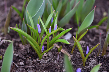 Snowdrops, lilies of the valley in spring garden close up