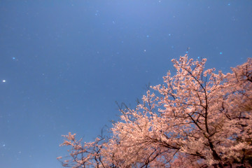 宵桜