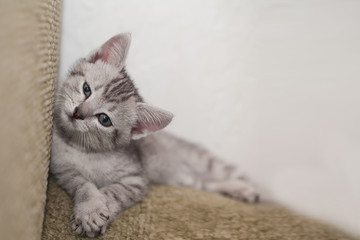 gray striped spotted kitten cute sitting on green pillows and looking with shiny eyes white...