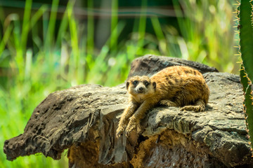 Meerkat laying out his hand on the rocks