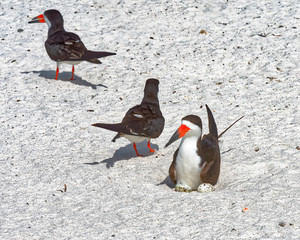Black skimmer sitting on eggs