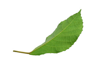 Green leaves isolated on white background. Tree or plant on white background.