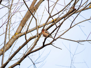 Finch on a tree branch
