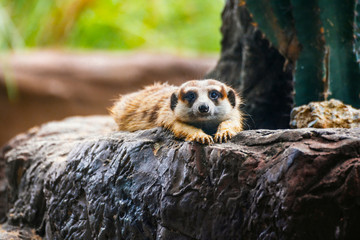 Meir Kat laying hands on the rocks, blurred background images