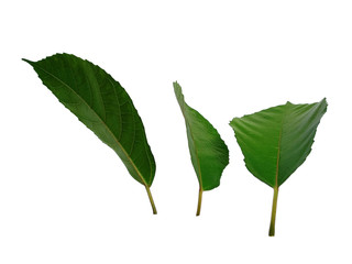 Fototapeta premium Green leaves isolated on white background. Tree or plant on white background.