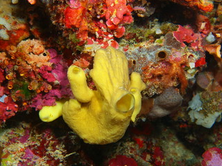 The amazing and mysterious underwater world of Indonesia, North Sulawesi, Bunaken Island, demosponge
