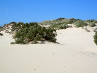 Deserted beach dunes on windy day