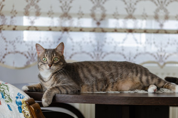 Tabby cat