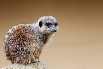 meerkat