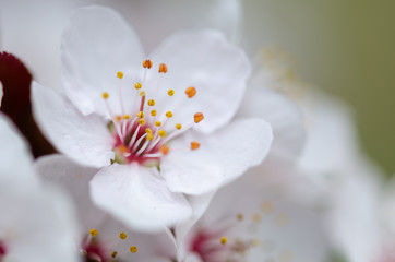 Fototapeta na wymiar Beautiful cherry blossom detail