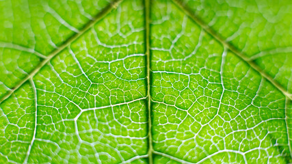 green leaf