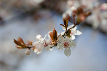 Spring branch with white flowers