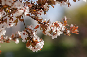 Spring branch with white flowers