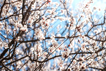 Branches of blossoming tree outdoors at spring.