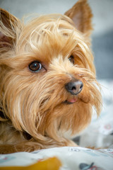 Yorkshire Terrier Puppy Posing for a Picture