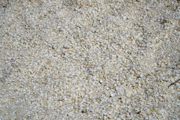 Shells found on Shell Beach near Denham WA