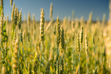 Wheat field and countryside scenery