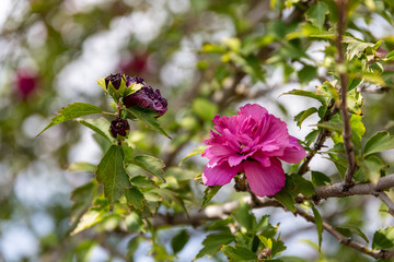 Blooming rose and leaves