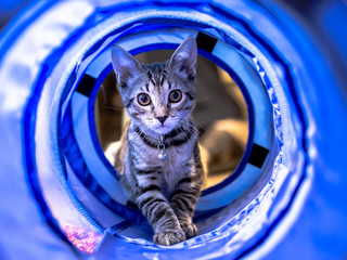 Kitten in the tunnel