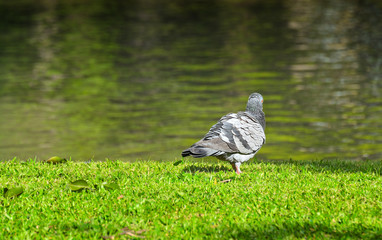 The pigeon stood on the lawn looking at the pool.