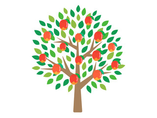 Fototapeta premium マンゴーの木