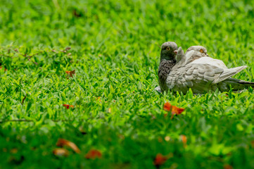 Two pairs of pigeons, lying on the lawn
