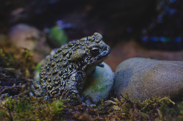 A big old green toad on the rocks in the base of the rain forest. 