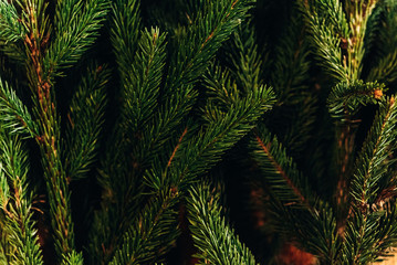 green fir branches. decorating christmas tree in room. home preparation. rustic concept