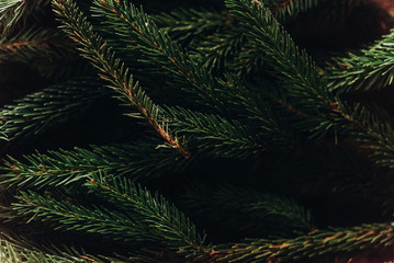 green fir branches. decorating christmas tree in room. home preparation. rustic concept