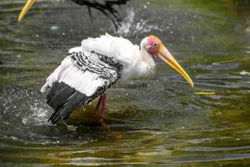The yellow-billed stork is a large wading bird in the stork family Ciconiidae. It occurs in Africa south of the Sahara and in Madagascar is  throwing a splash of water