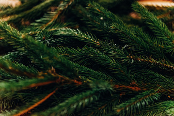 green fir branches. decorating christmas tree in room. home preparation. rustic concept