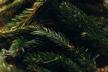 green fir branches. decorating christmas tree in room. home preparation. rustic concept