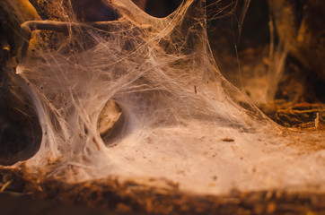 A thick spiral spider web in the bottom of the desert cave. 